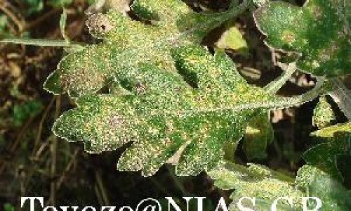曰达仙价格作用网 - 网站提供日达仙的疗效和副作用小常识、日达仙的功效和禁忌